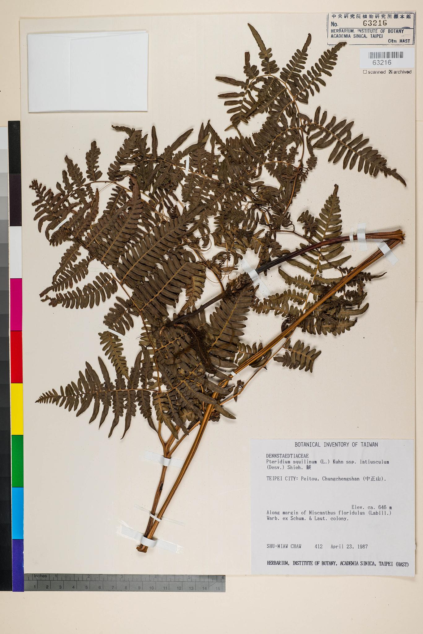 Sample image for viewer