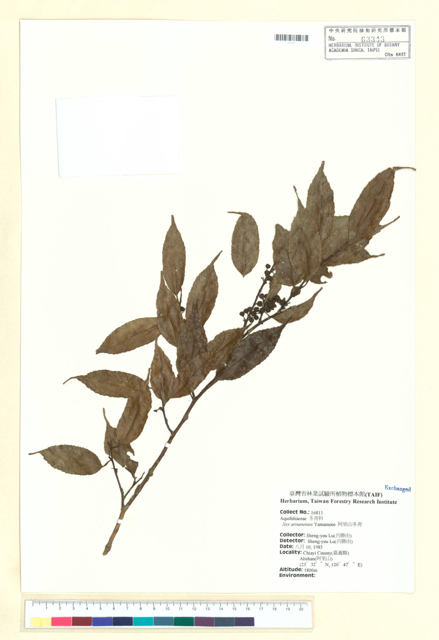 Sample image for viewer