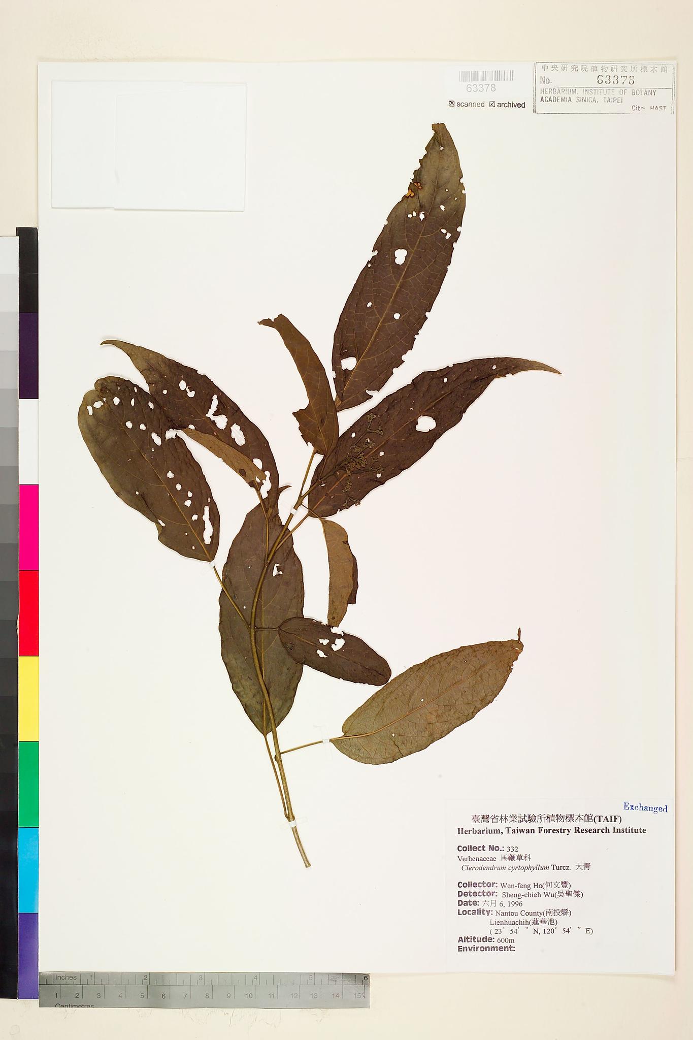 Sample image for viewer