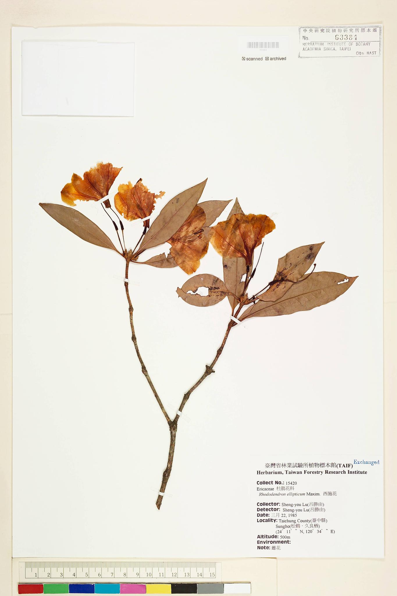 Sample image for viewer