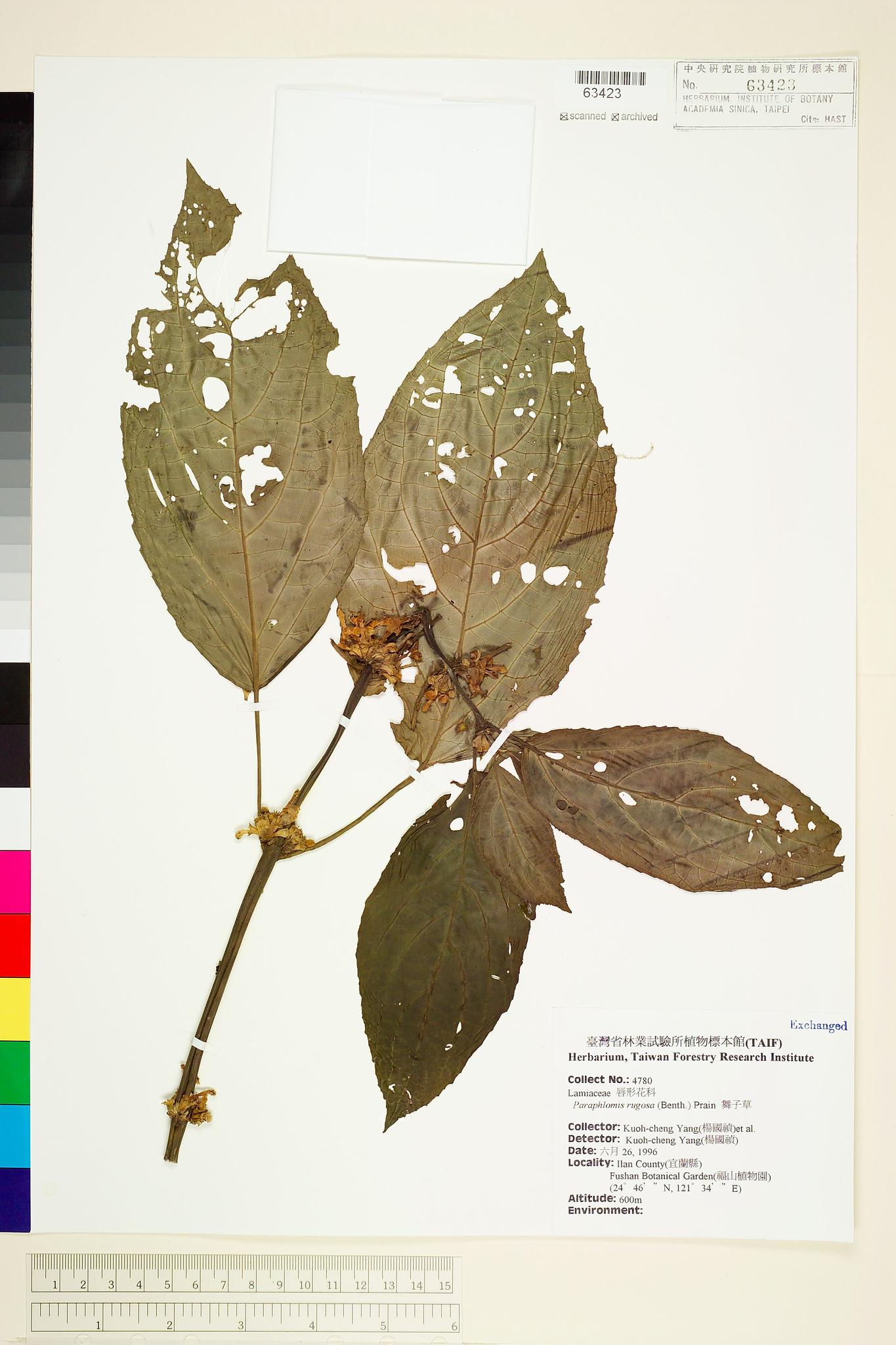 Sample image for viewer