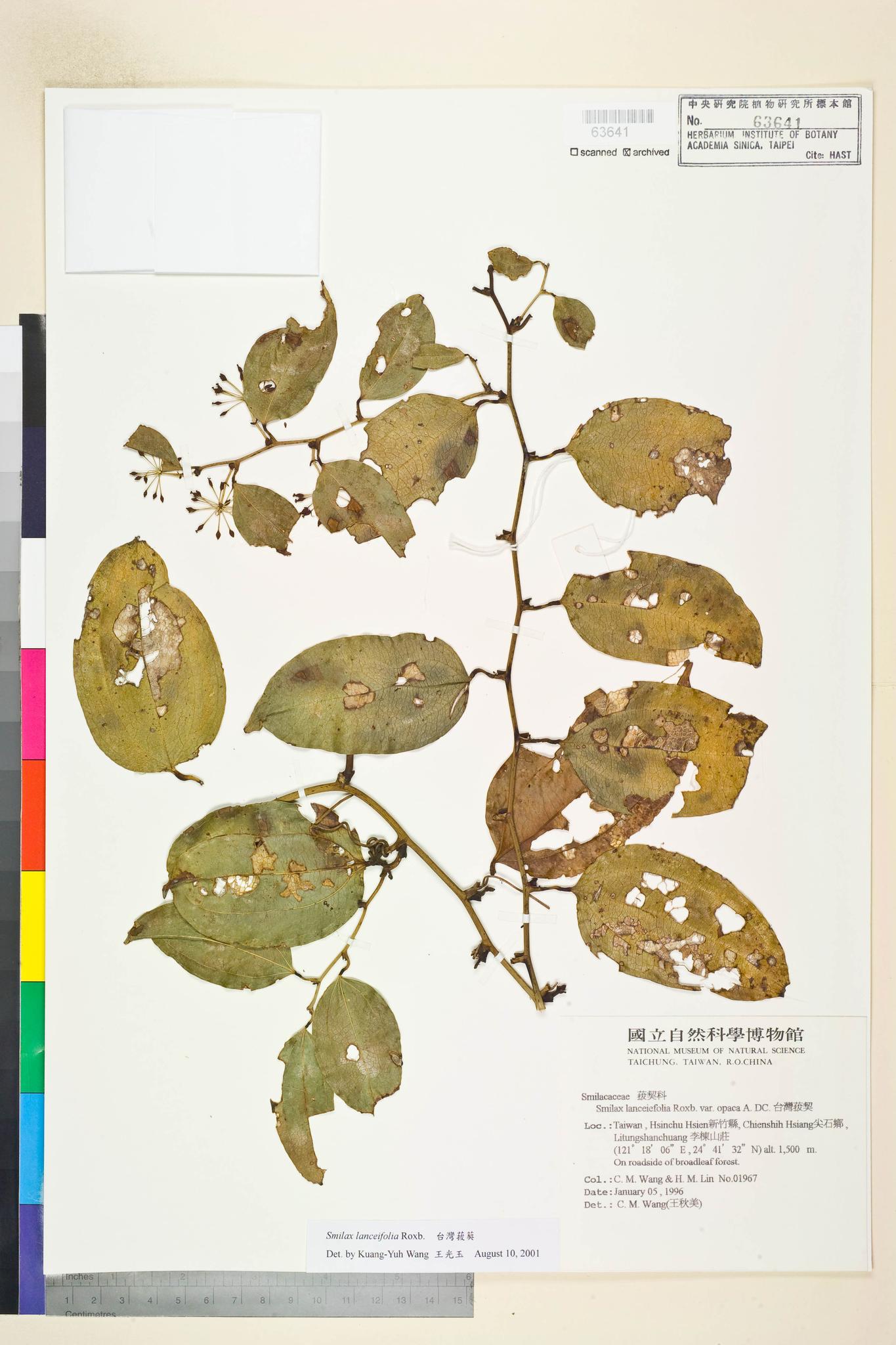 Sample image for viewer