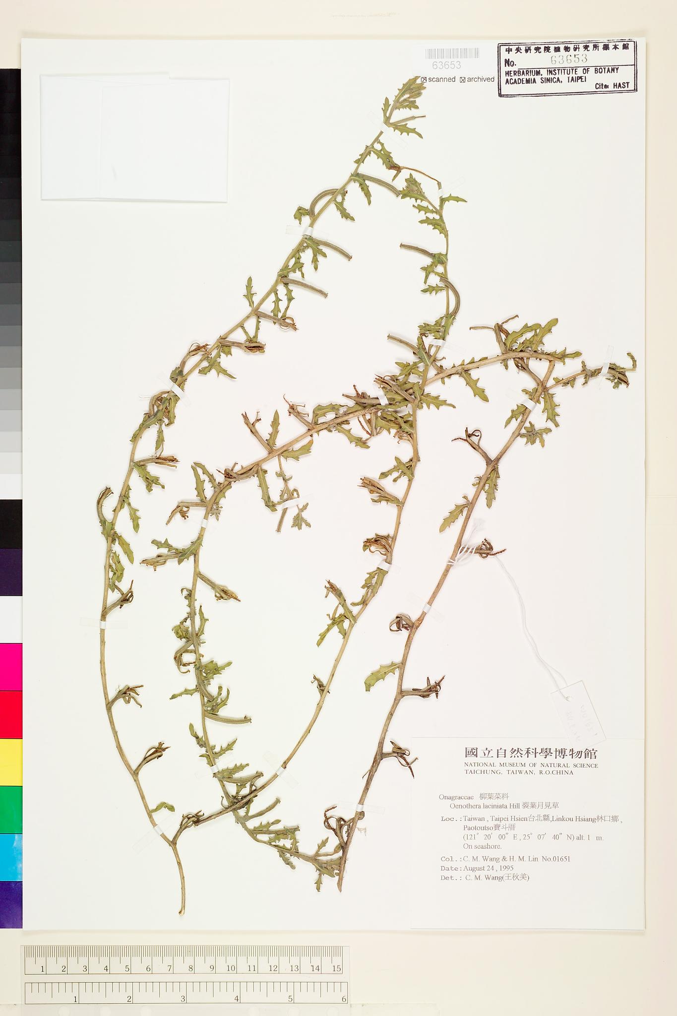 Sample image for viewer