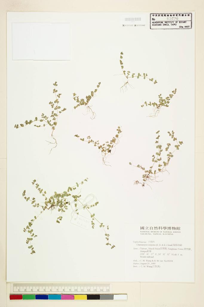 <Unit #43881 Wang, Chiu-Mei | 王秋美 | 1654:: | Chamaesyce serpens (H. B. & K.) Small>