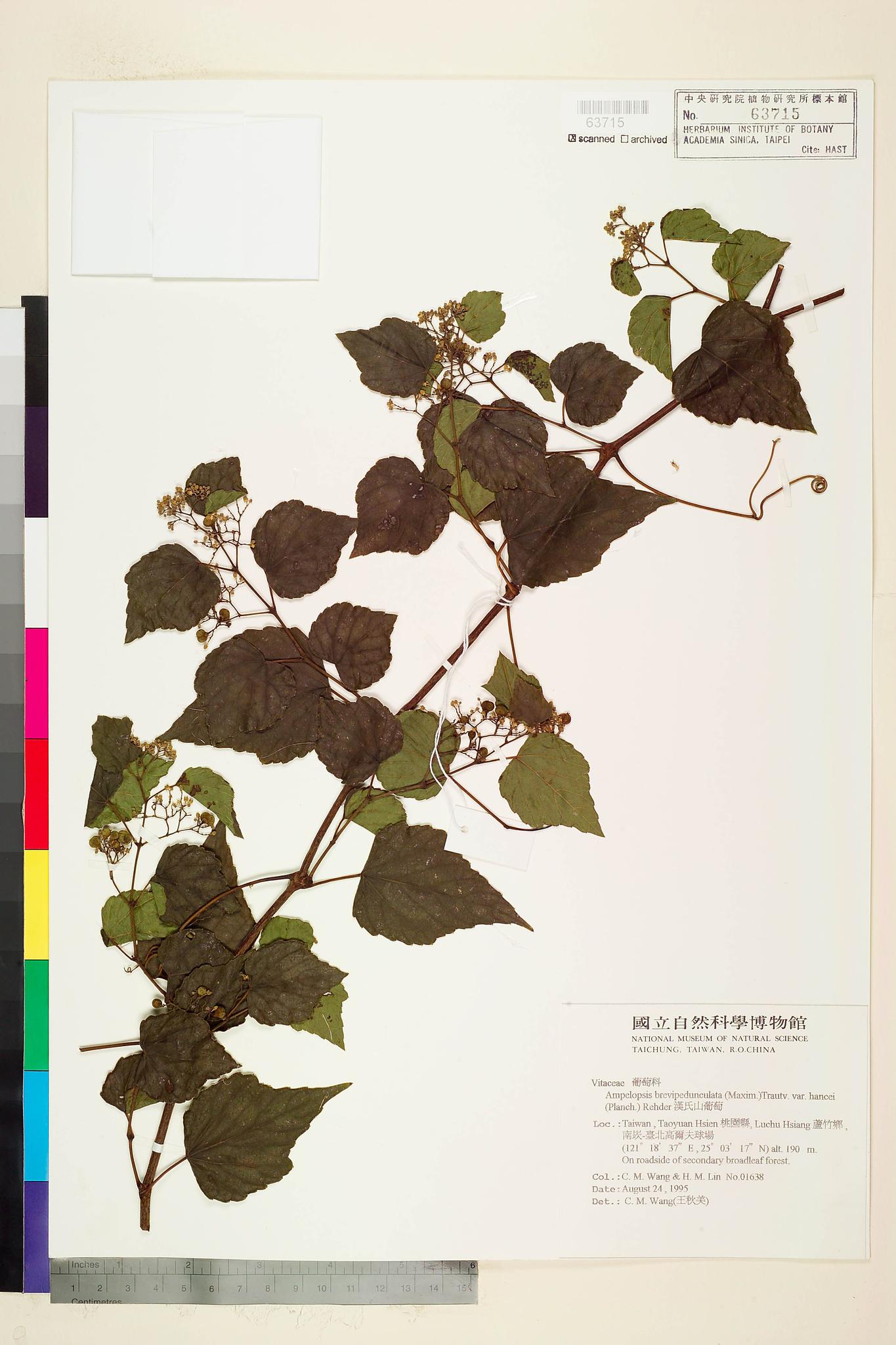 Sample image for viewer