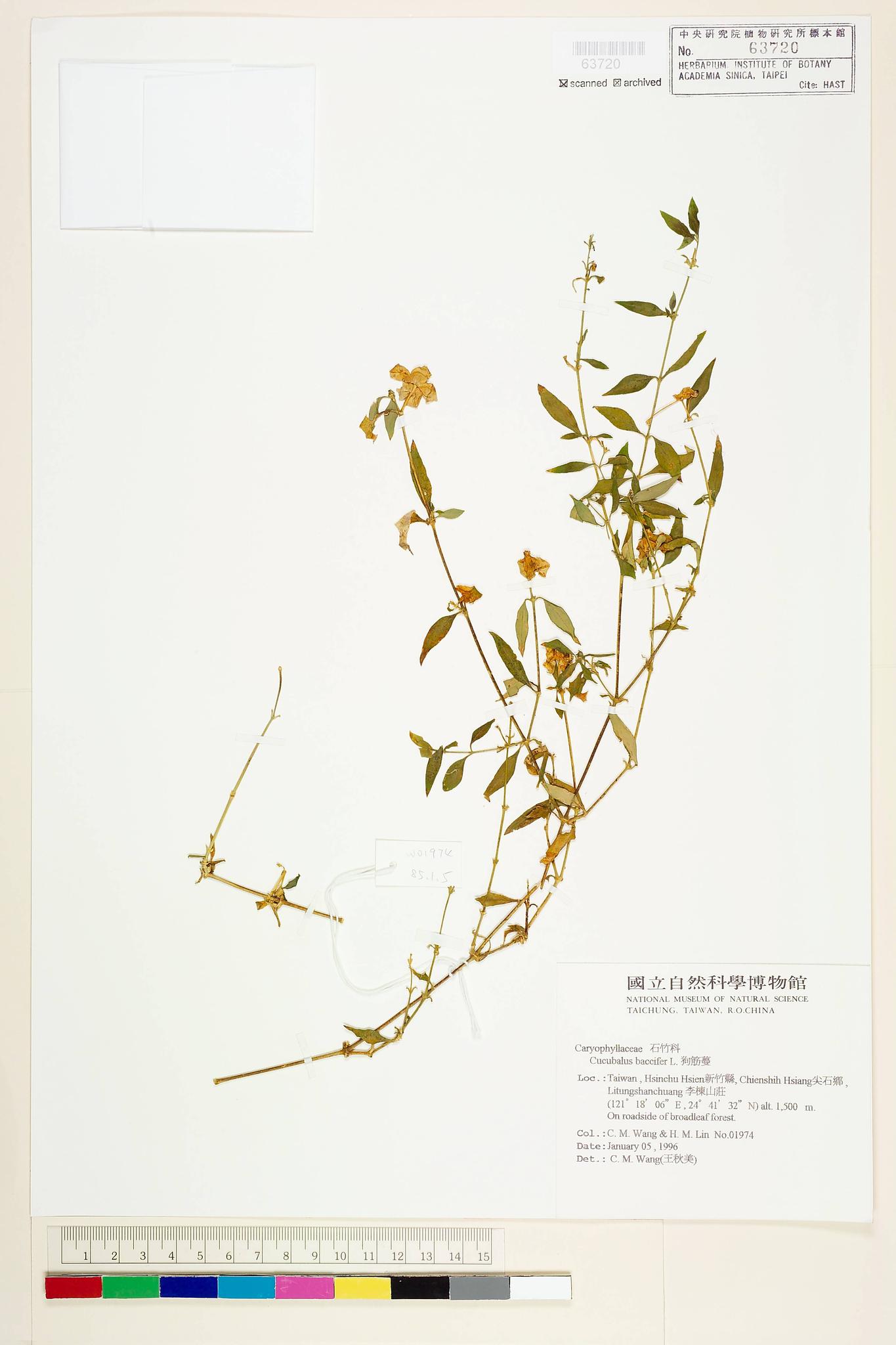 Sample image for viewer