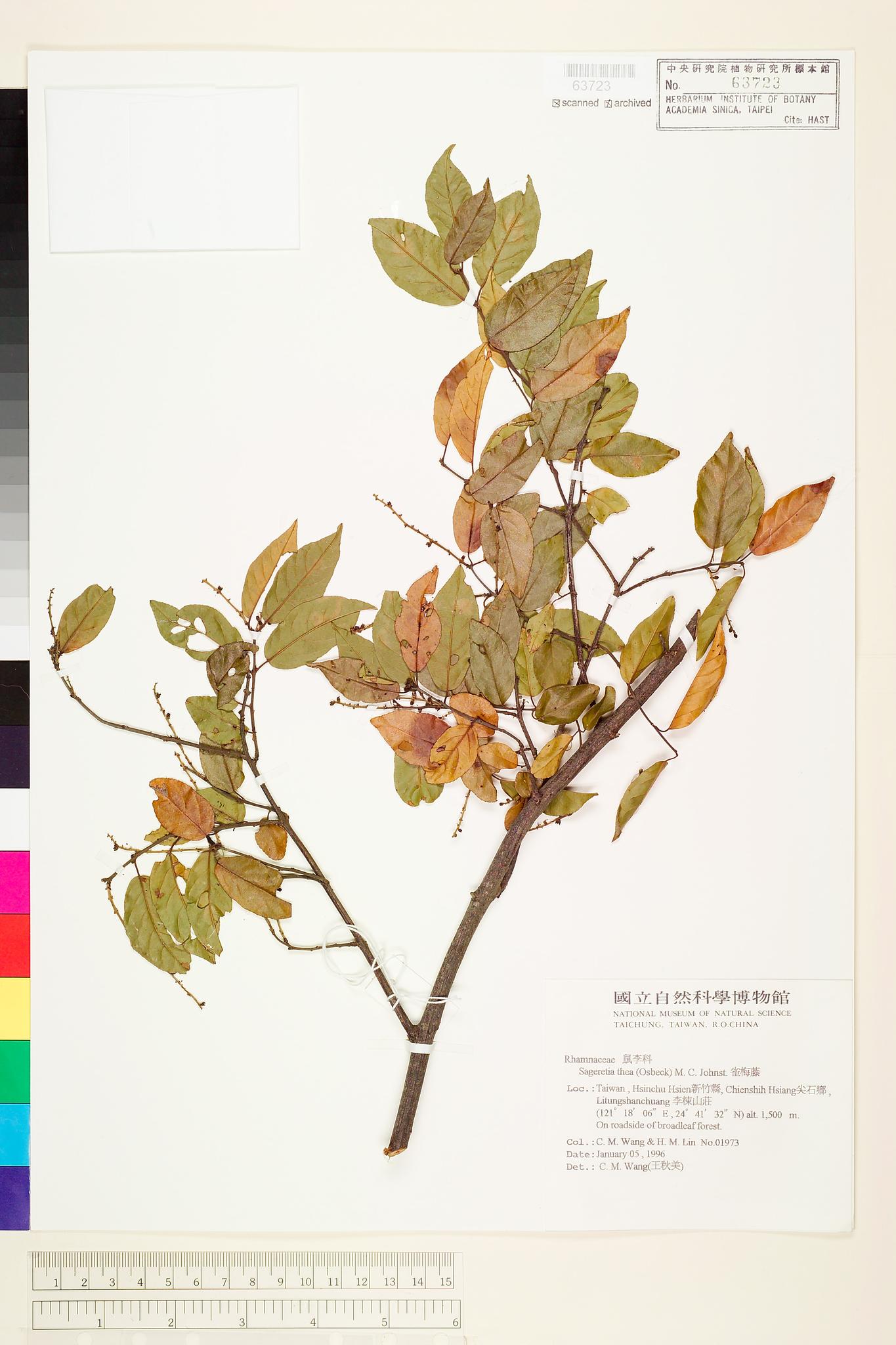 Sample image for viewer