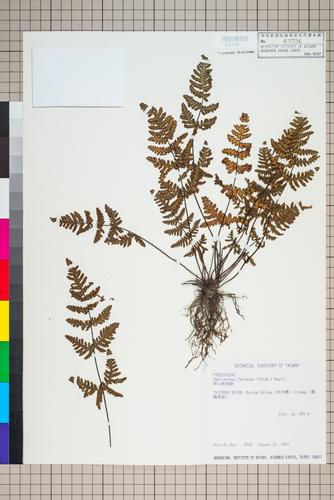 Cheilanthes farinosa (Forssk.) Kaulf.