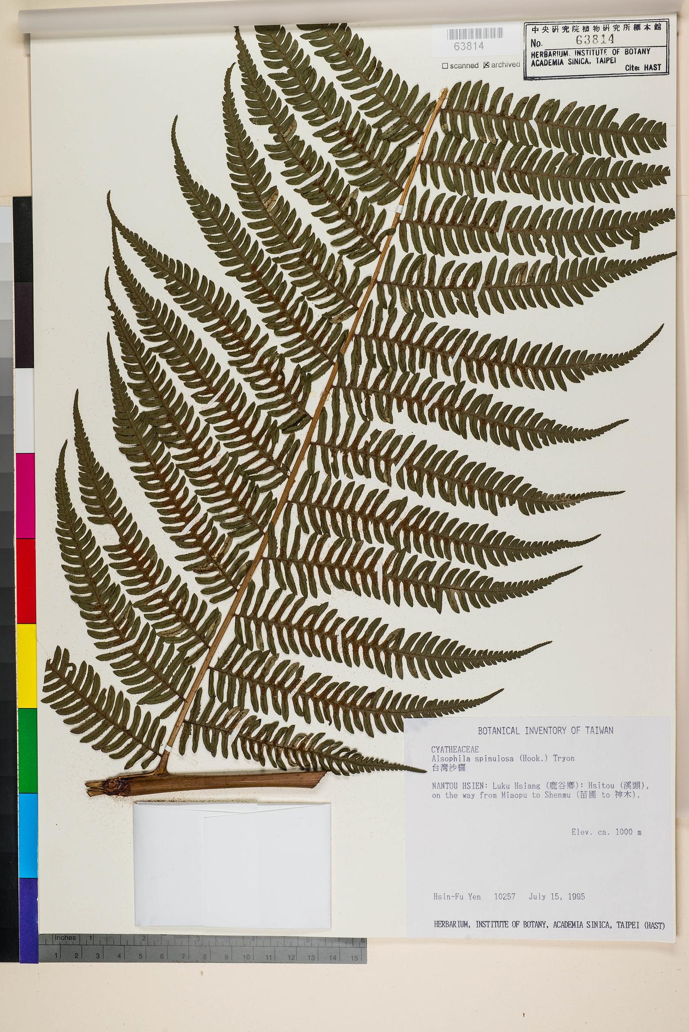 Sample image for viewer