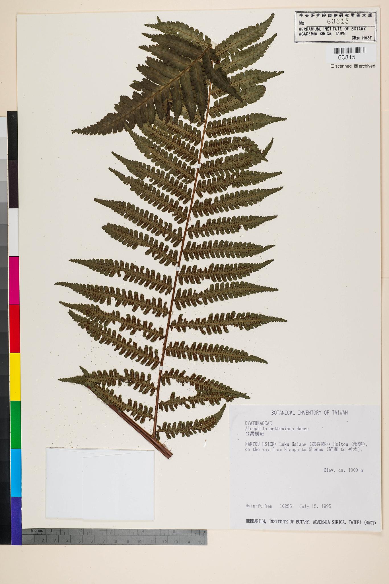 Sample image for viewer