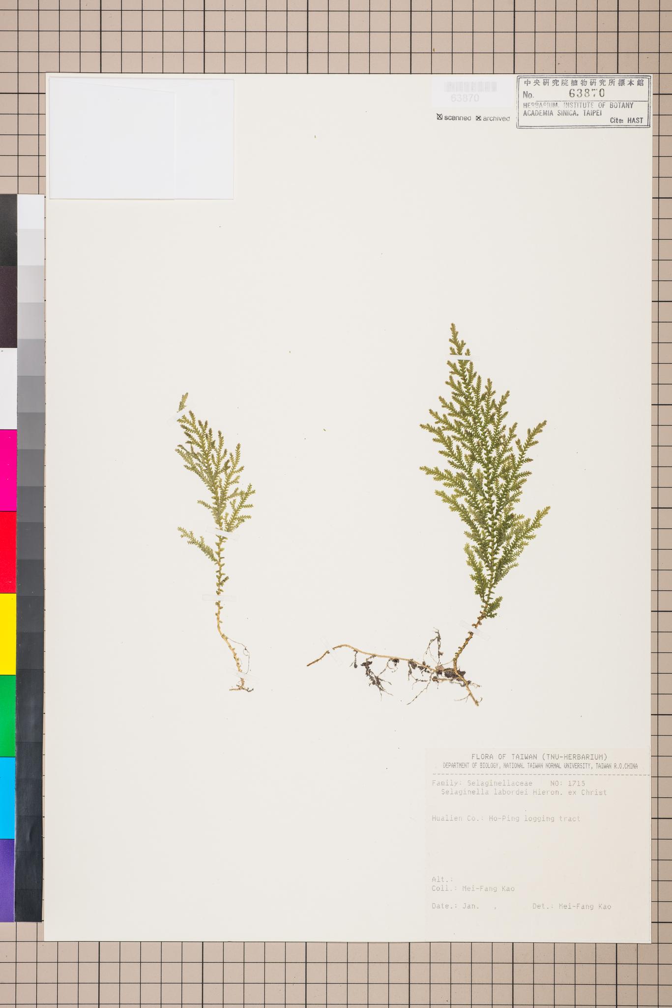 Sample image for viewer