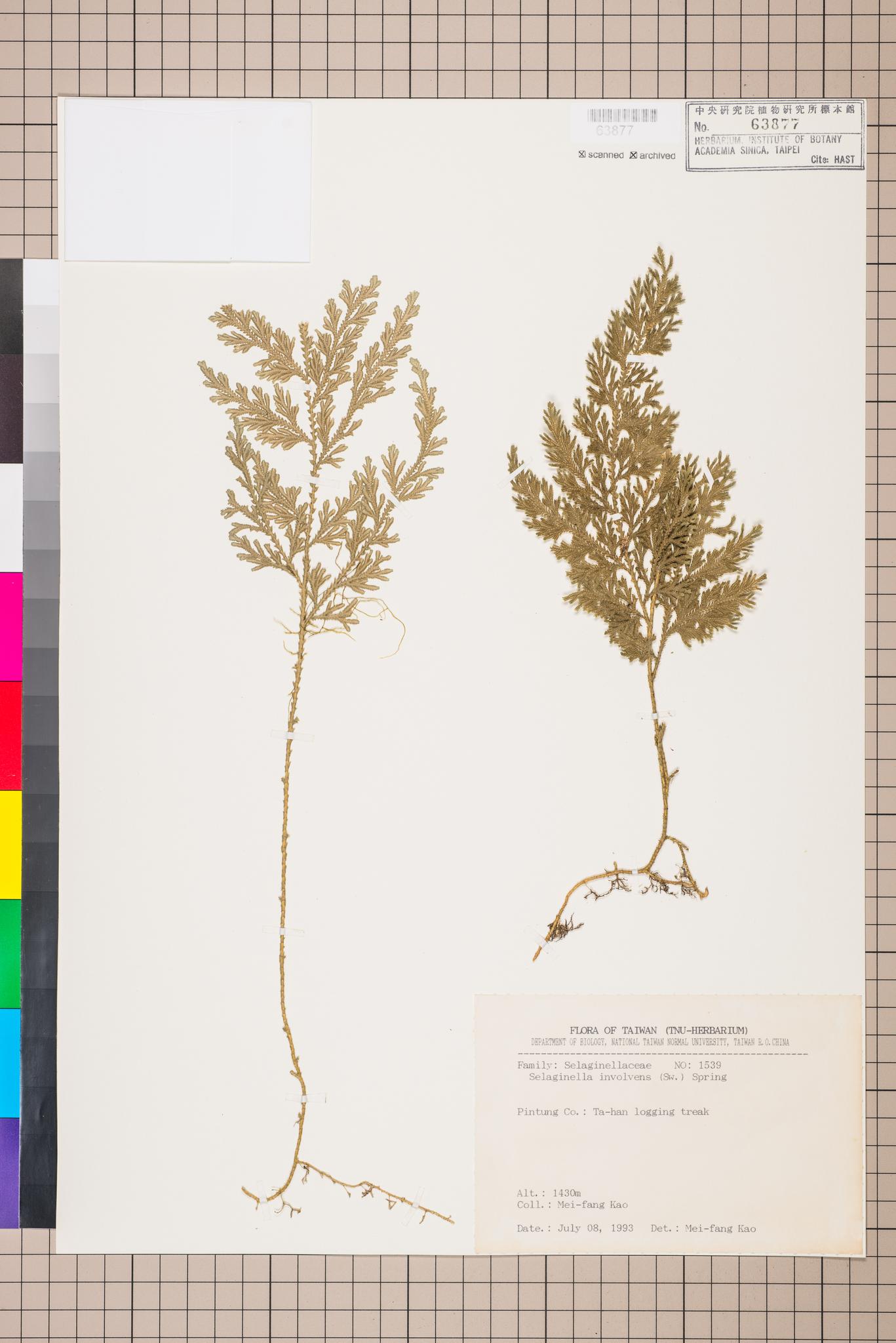 Sample image for viewer