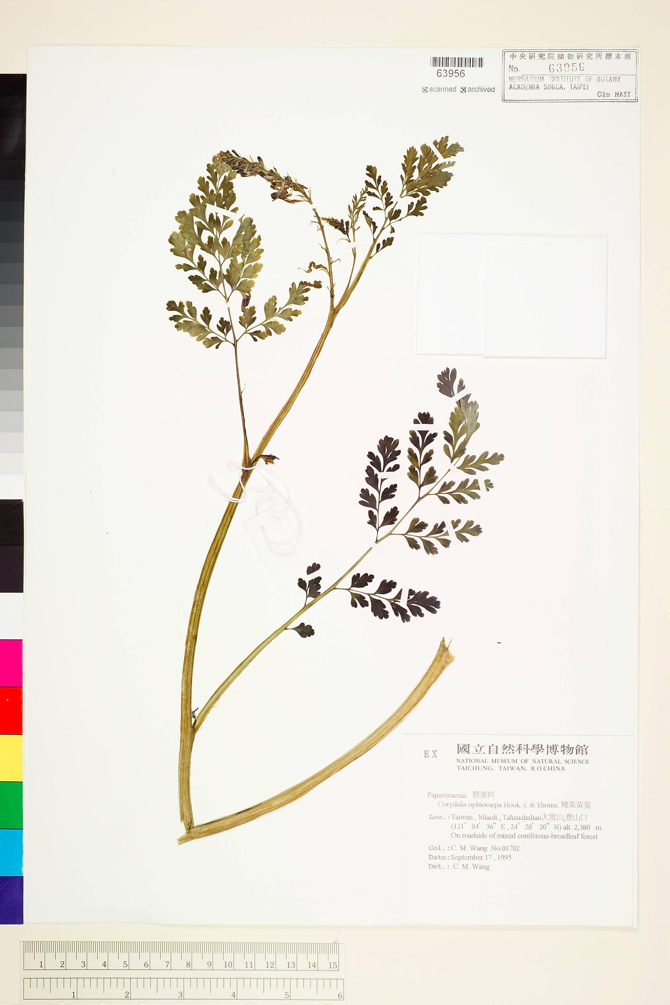 Sample image for viewer