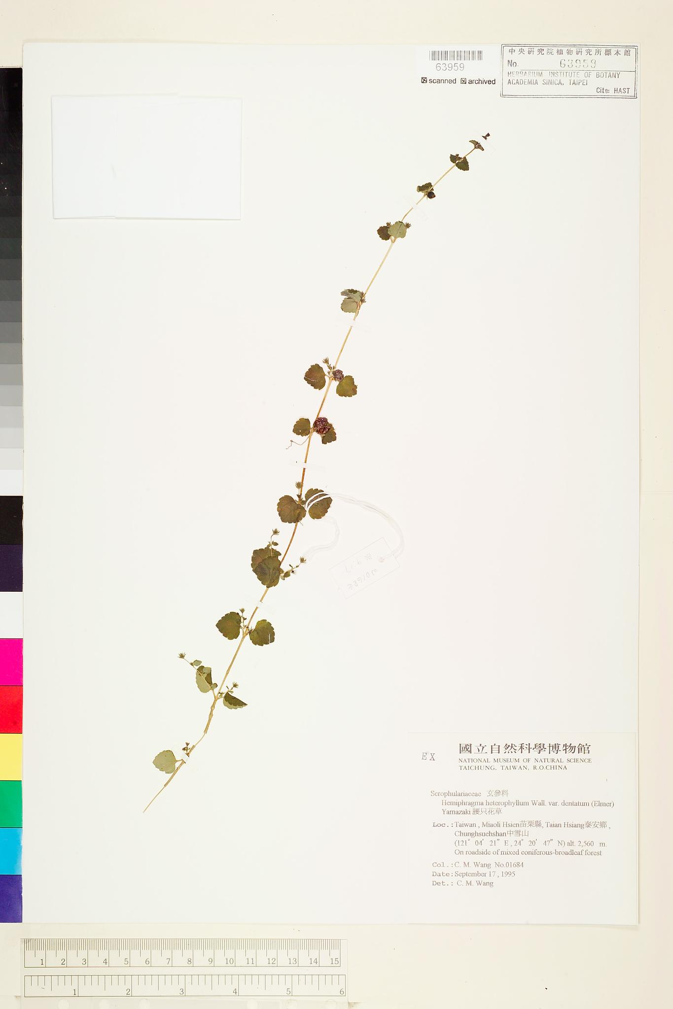 Sample image for viewer