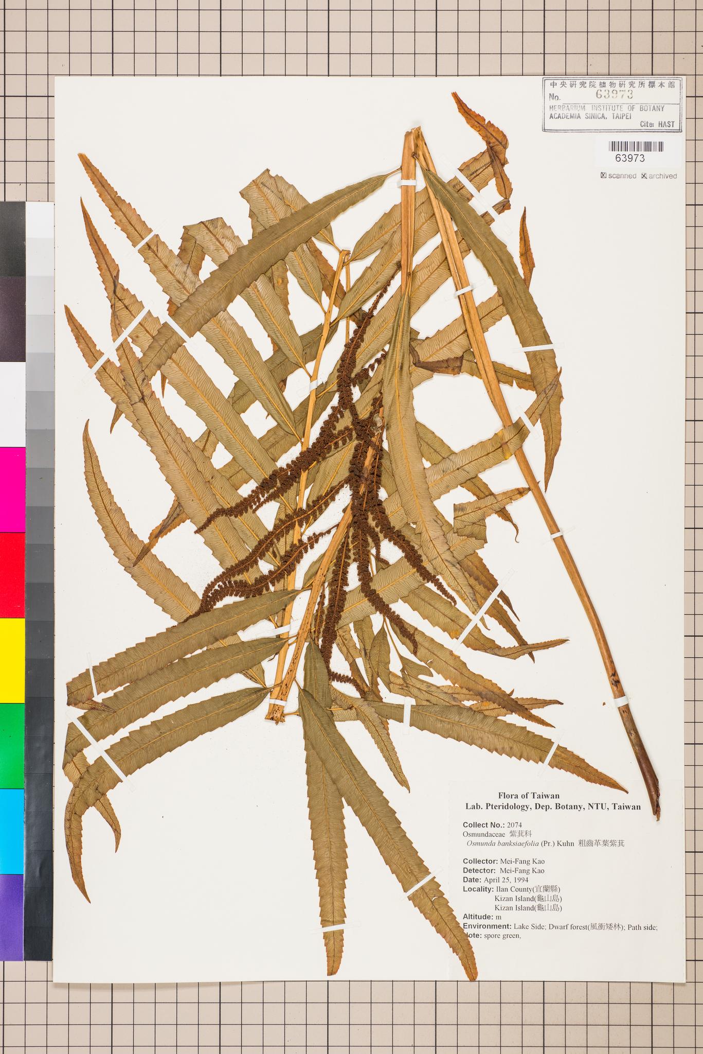 Sample image for viewer