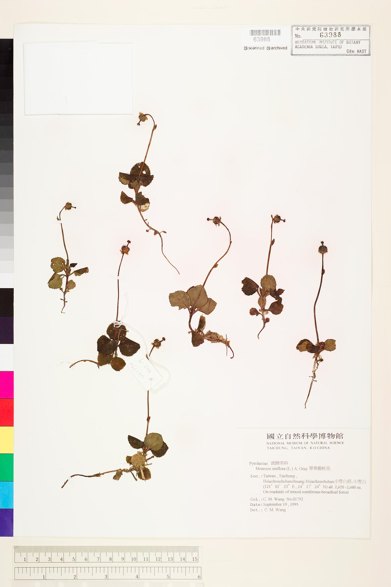 Sample image for viewer