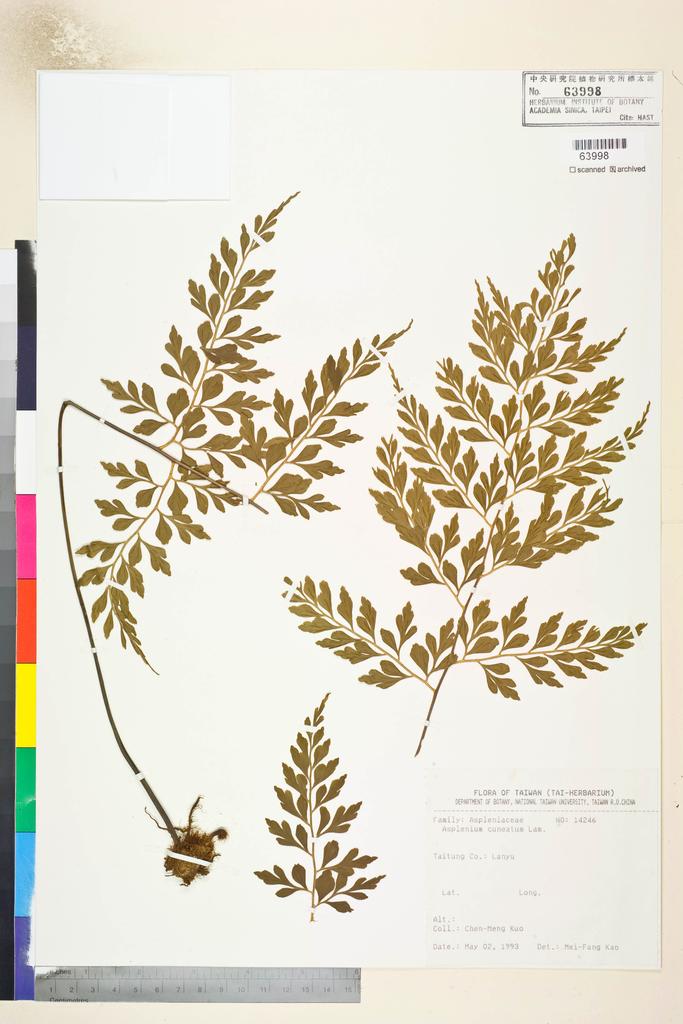 <Unit #82832 Kuo, Chen-Meng | 郭城孟 | 14246:: | Asplenium cuneatum Lam.>