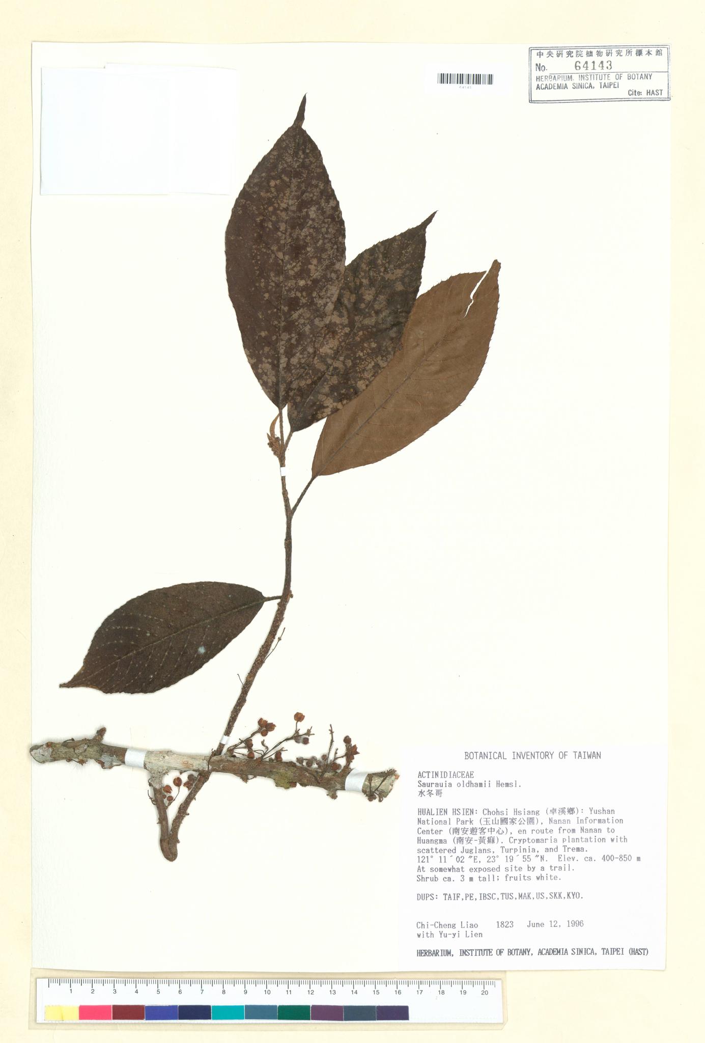 Sample image for viewer