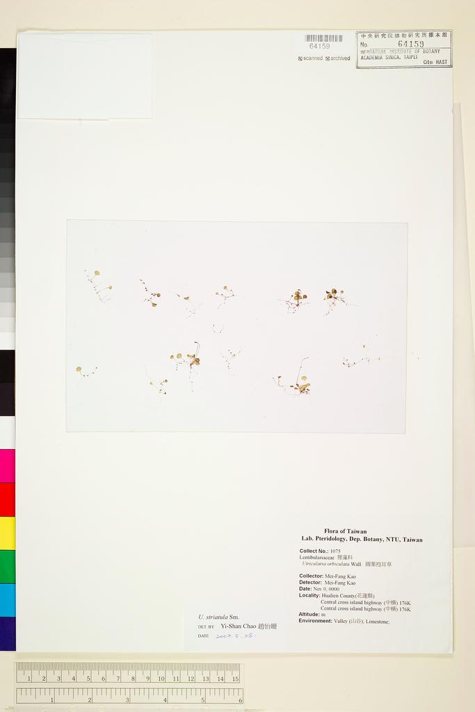 <Unit #50086 Kao, Mei-Fang | 高美芳 | 1075:: | Utricularia striatula Smith>