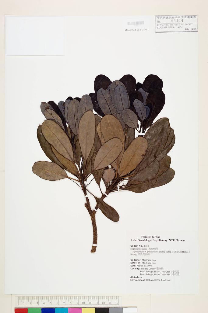 <Unit #49353 Kao, Mei-Fang | 高美芳 | 1168:: | Daphniphyllum glaucescens subsp. oldhamii T.C. Huang>