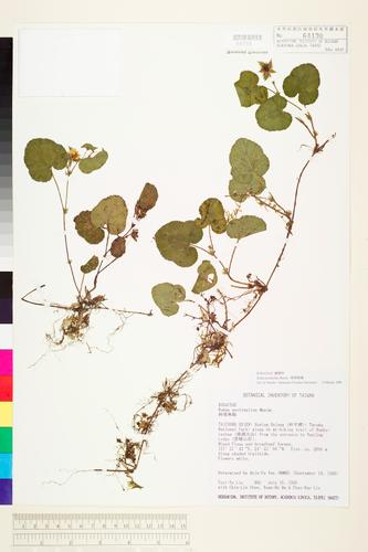 Rubus pectinellus Maxim.