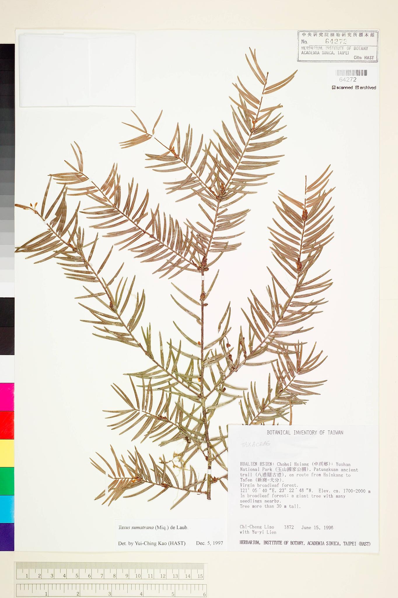 Sample image for viewer