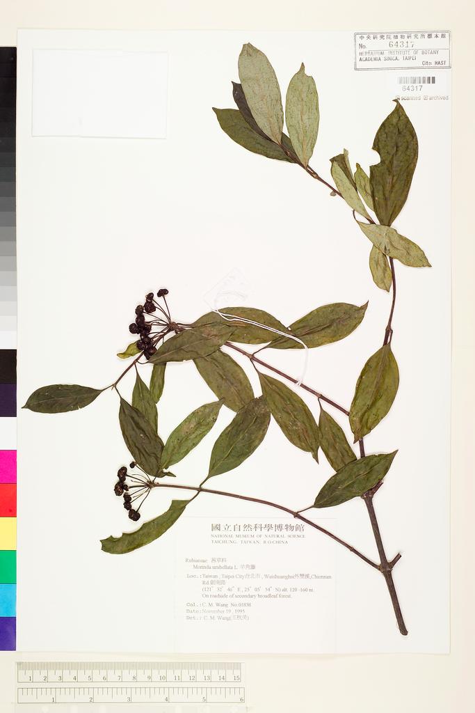<Unit #43584 Wang, Chiu-Mei | 王秋美 | 1838:: | Morinda umbellata L.>