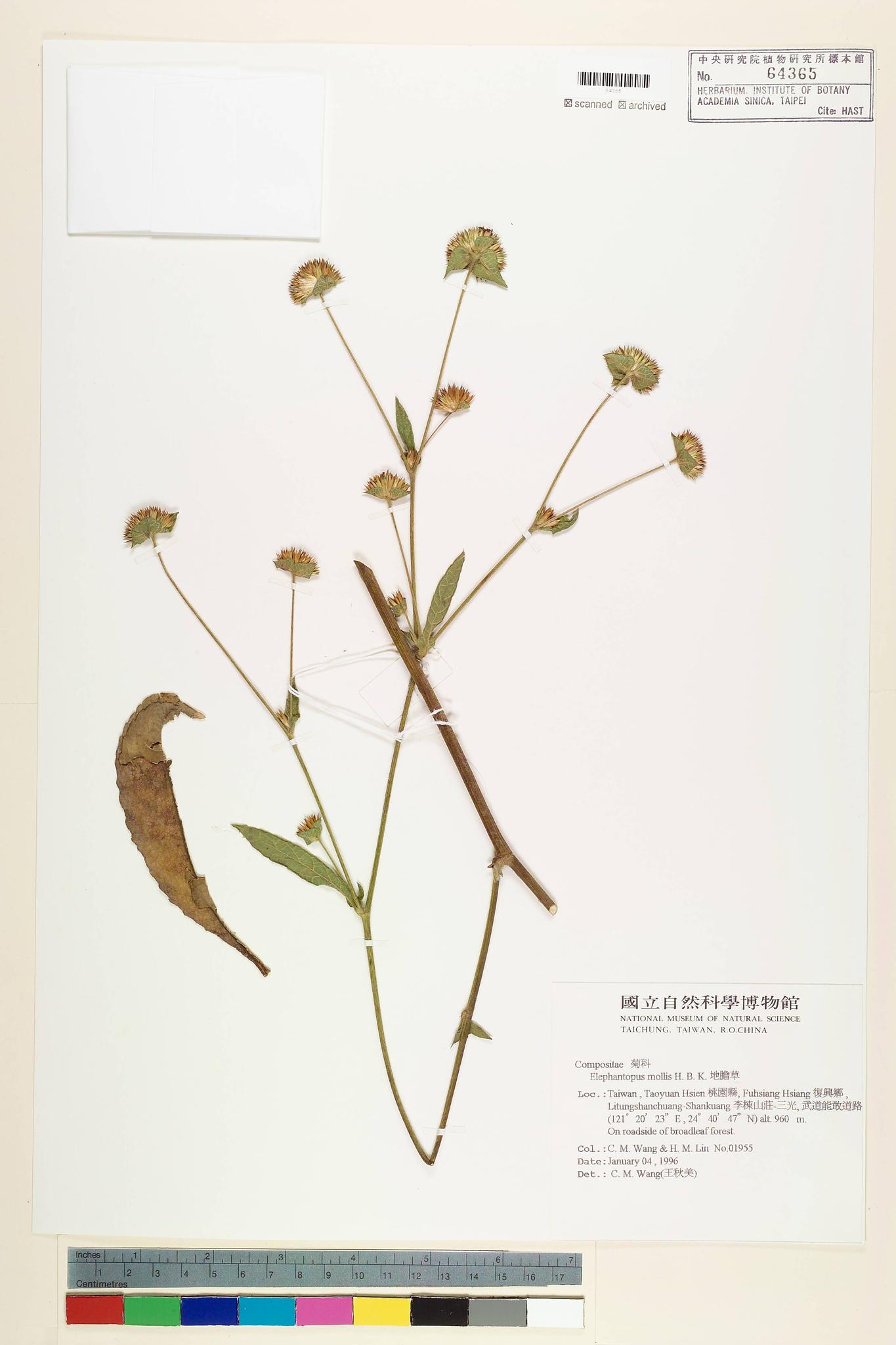 Sample image for viewer