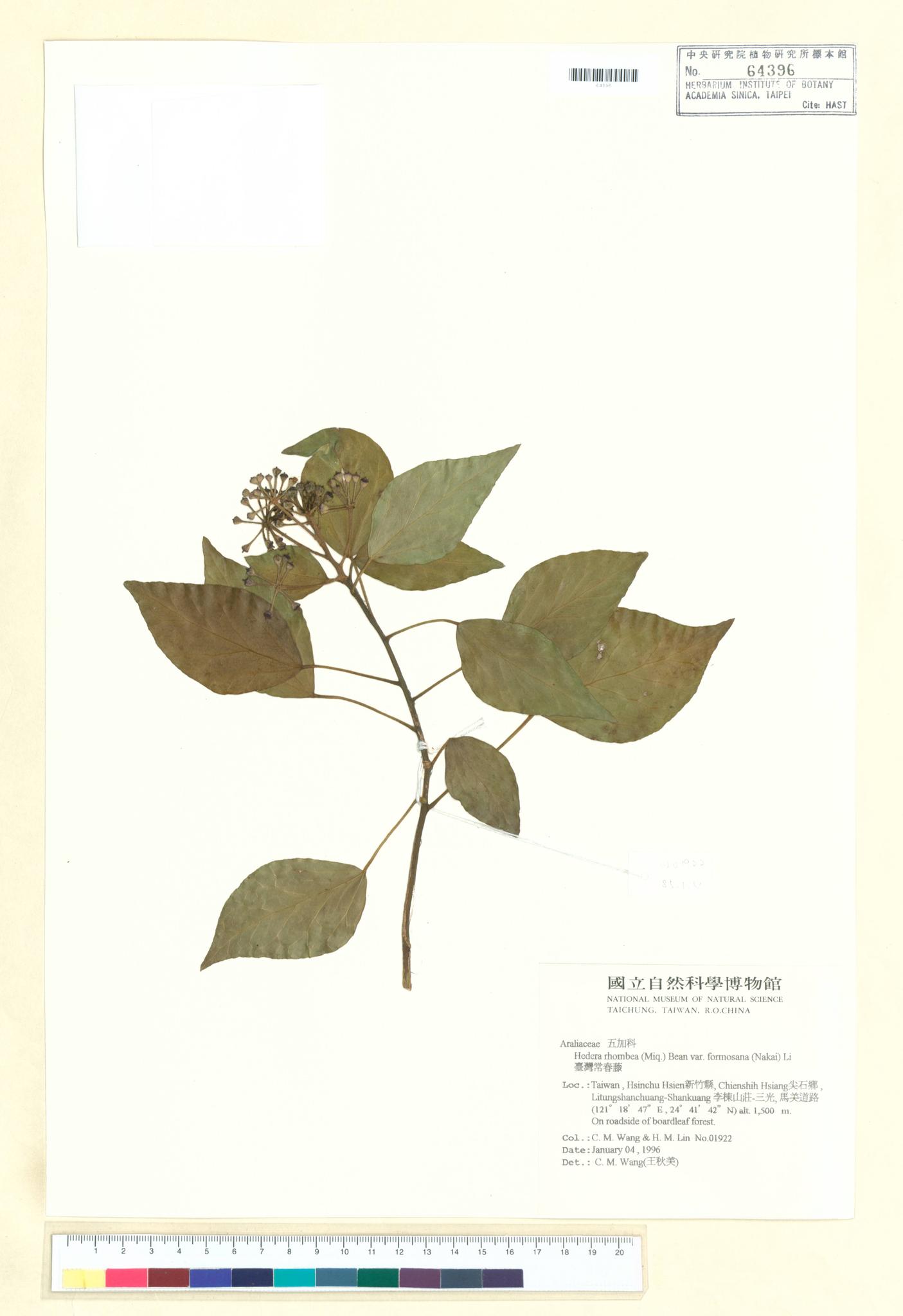 Sample image for viewer