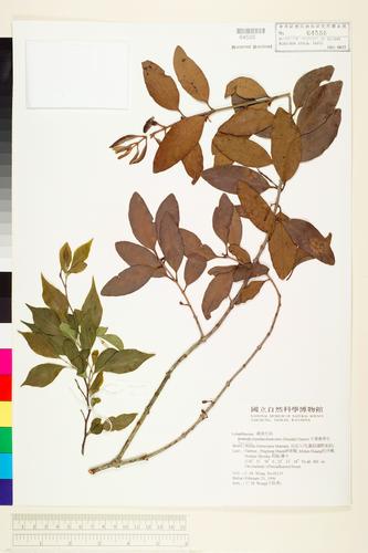 Taxillus liquidambaricola (Hayata) Hosok.