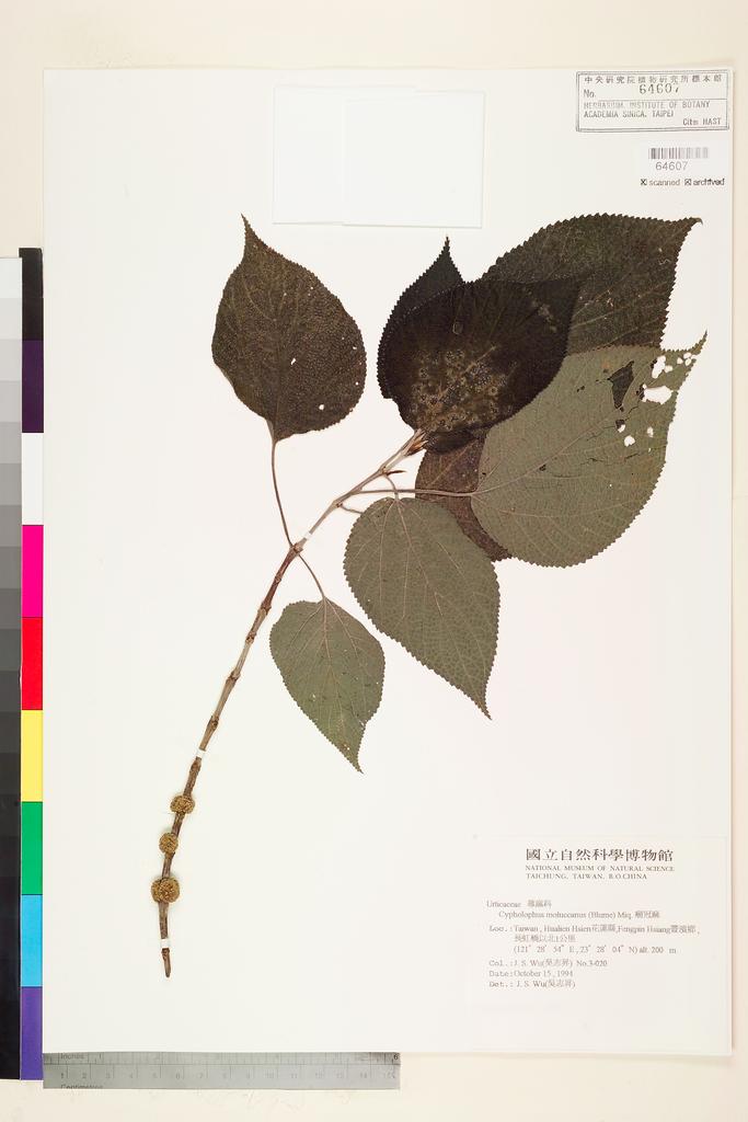 <Unit #78001 Wu, J. S. | 吳志昇 | 3020:: | Cypholophus moluccanus (Bl.) Miq.>