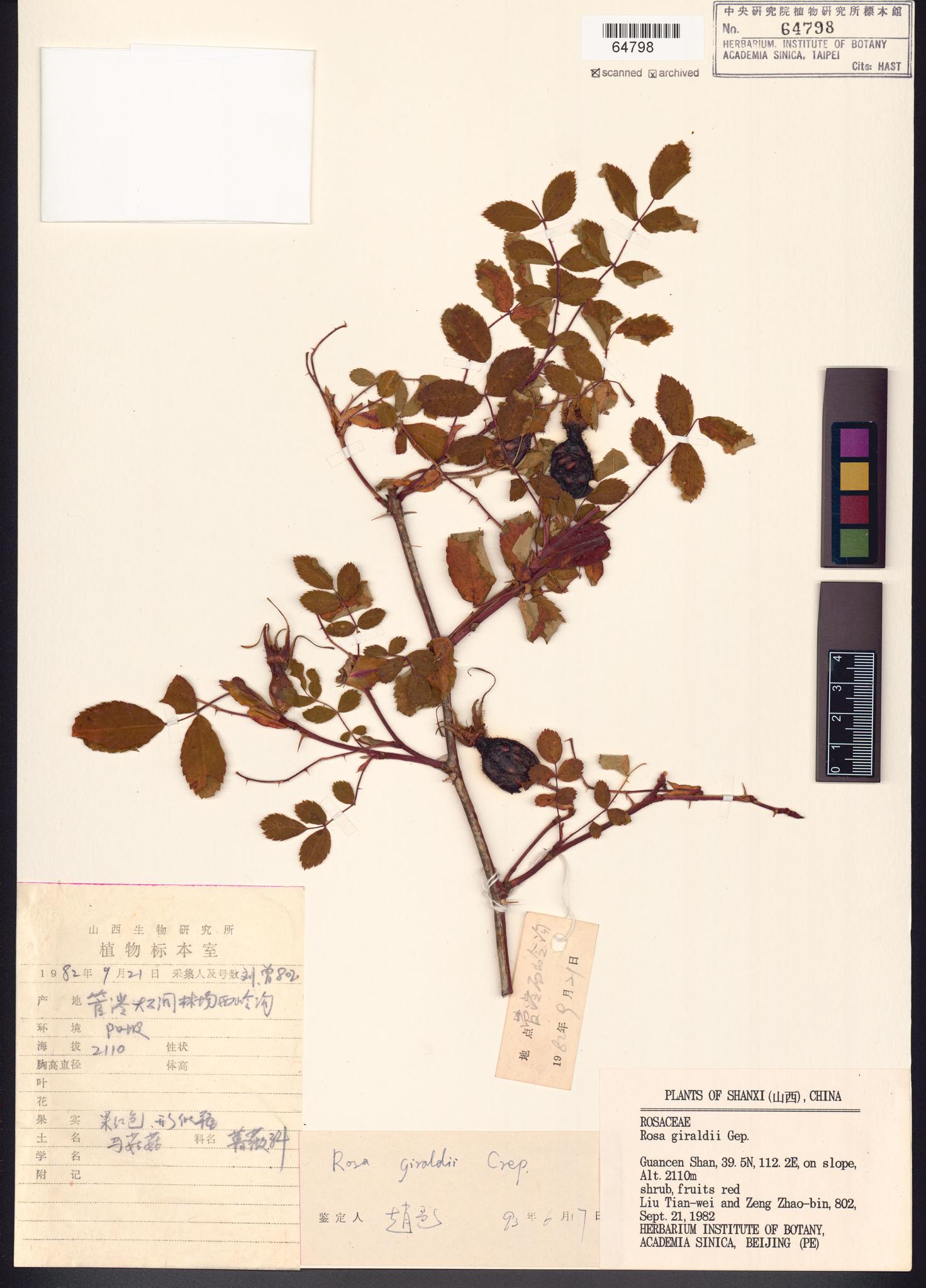 Sample image for viewer