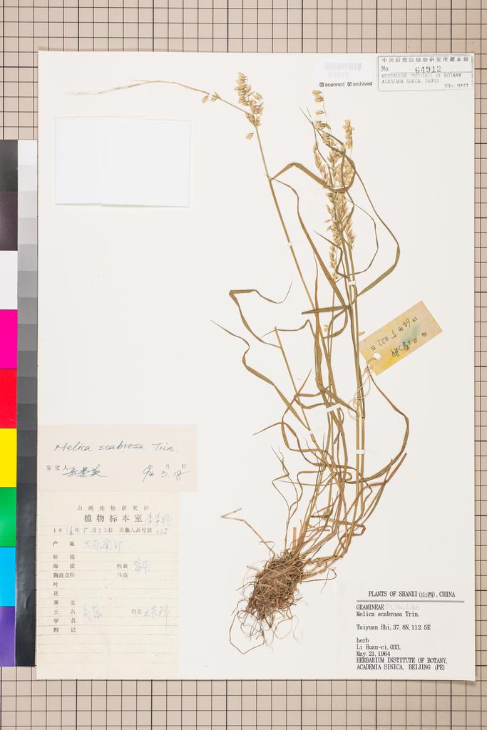 <Unit #111525  | 33:: | Melica scabrosa Trin.>