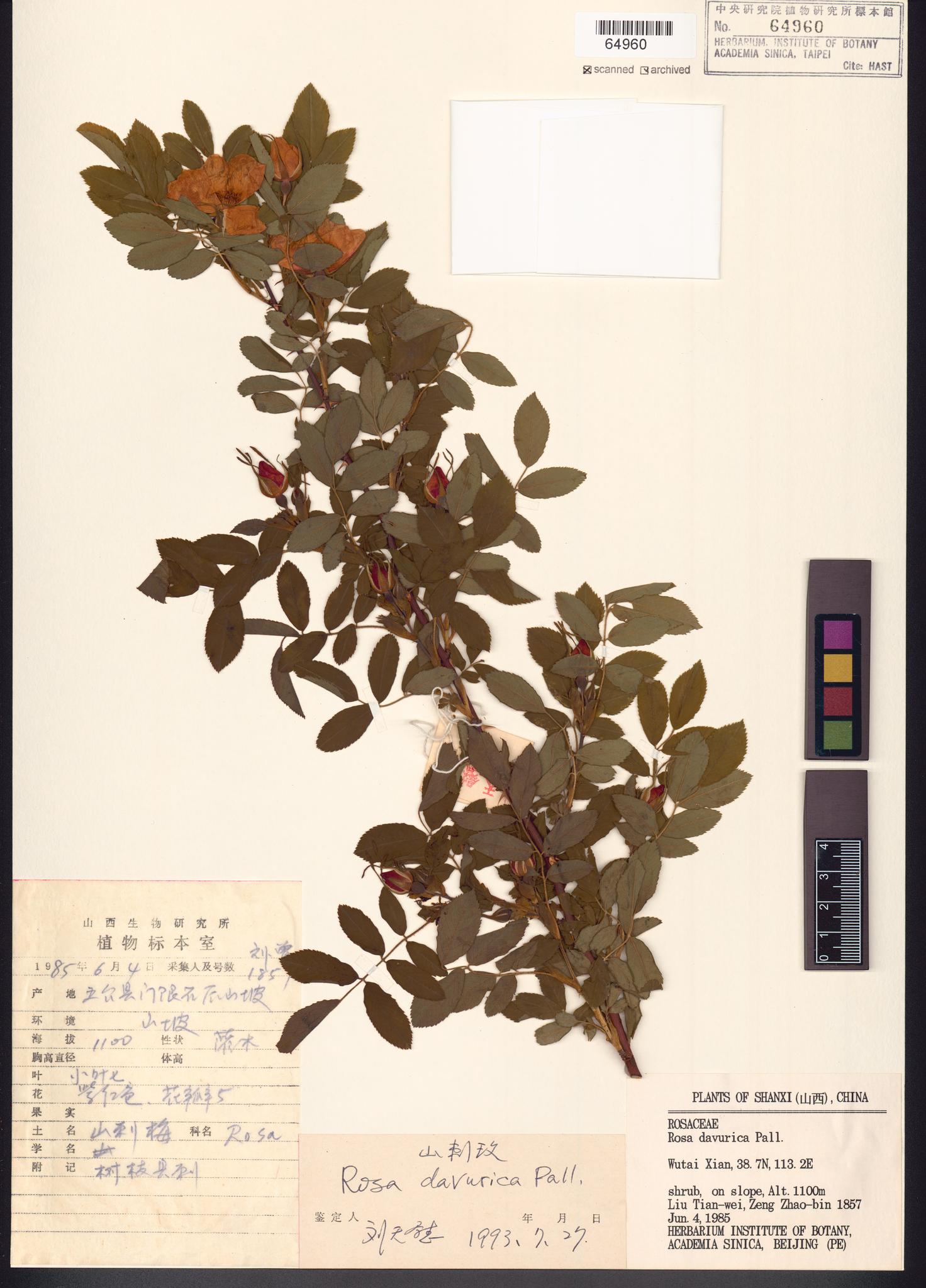 Sample image for viewer