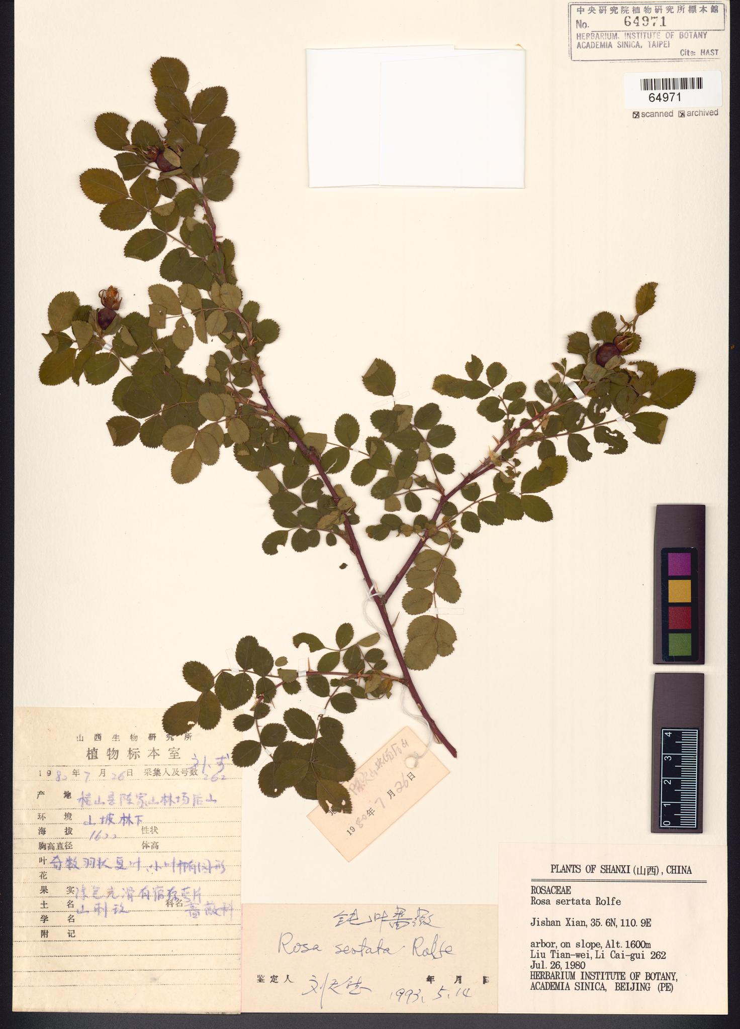 Sample image for viewer