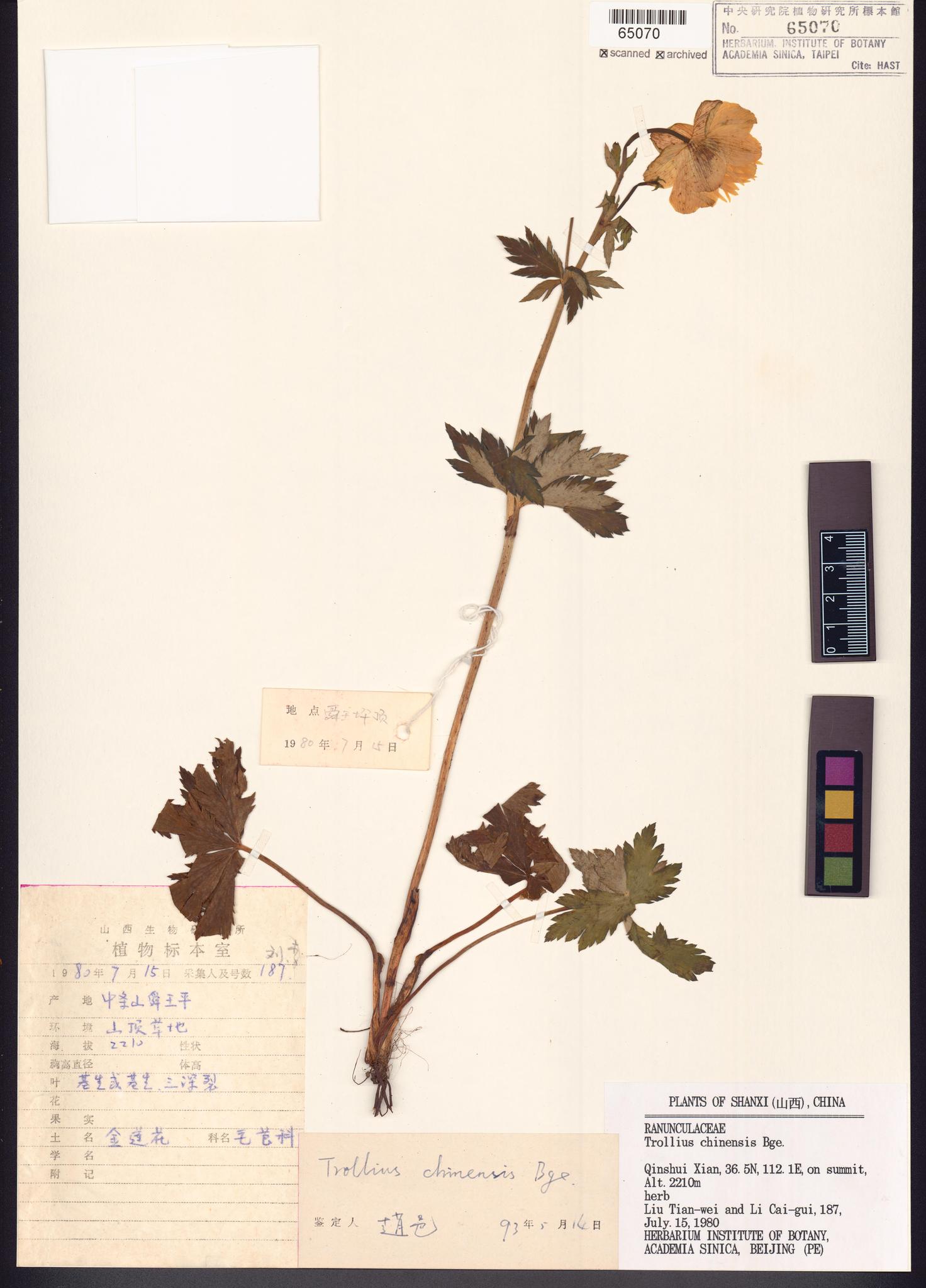 Sample image for viewer