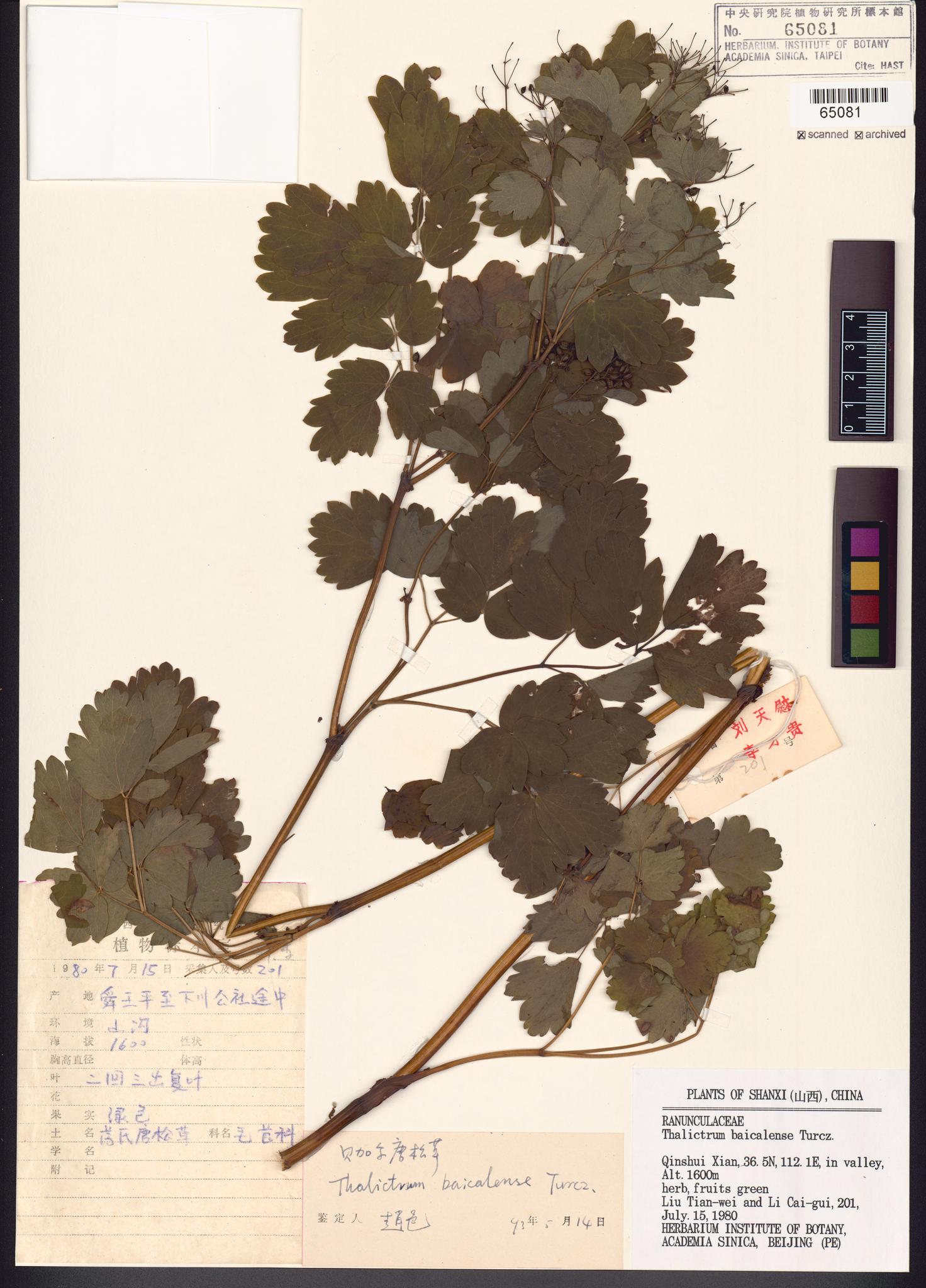 Sample image for viewer