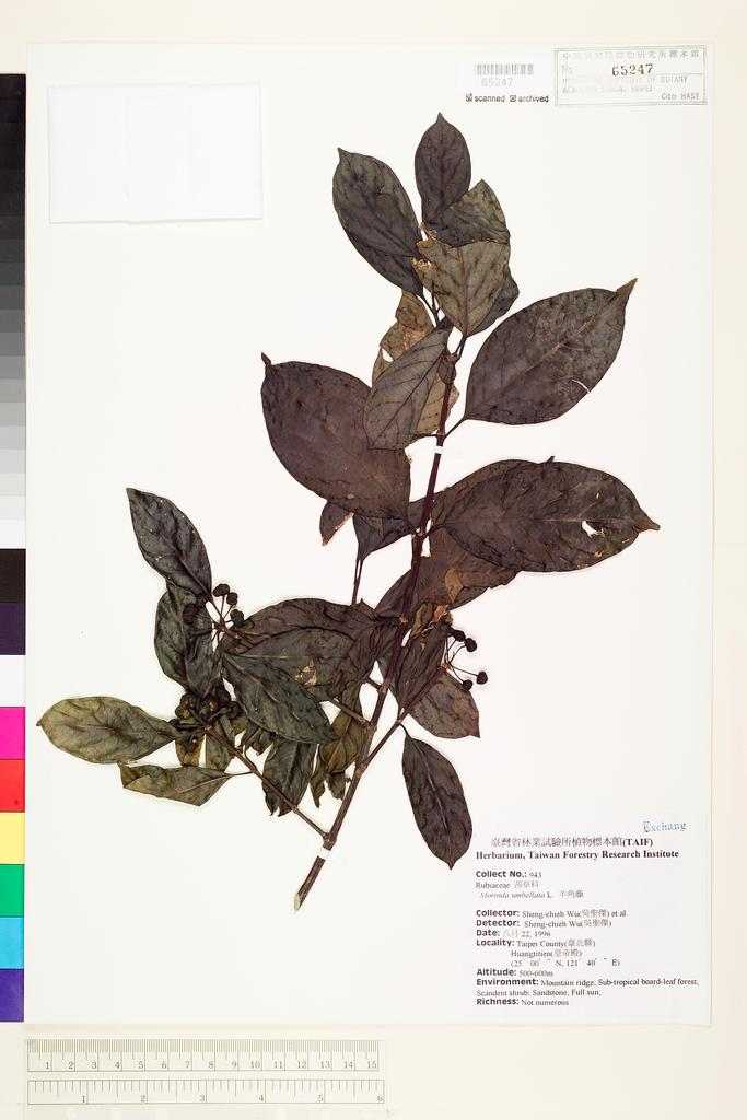 <Unit #133606 Wu, Sheng-chieh | 吳聖傑 | 943:: | Morinda umbellata L.>