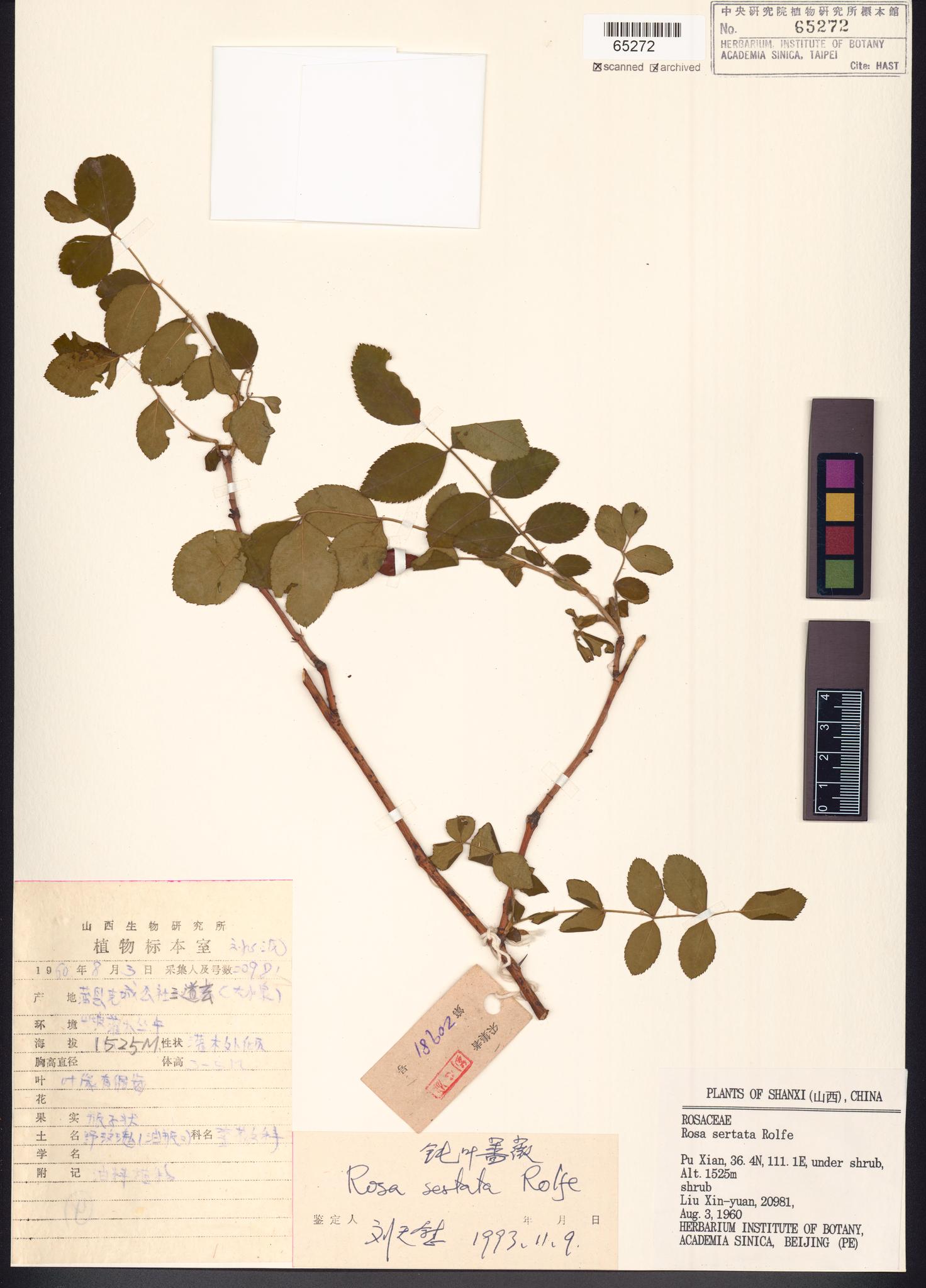 Sample image for viewer