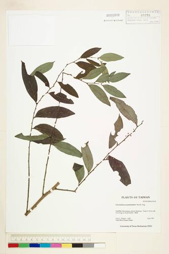 Glochidion acuminatum Müll.Arg.