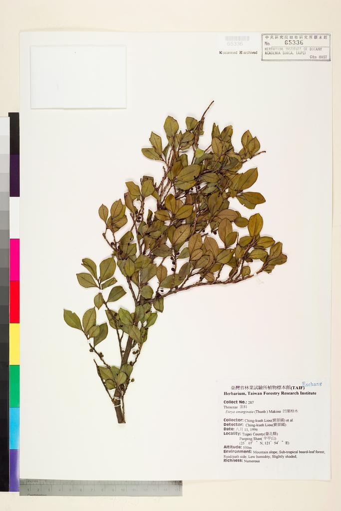 <Unit #75507 Liou, Ching-kuoh | 劉景國 | 287:: | Eurya emarginata (Thunb.) Makino>