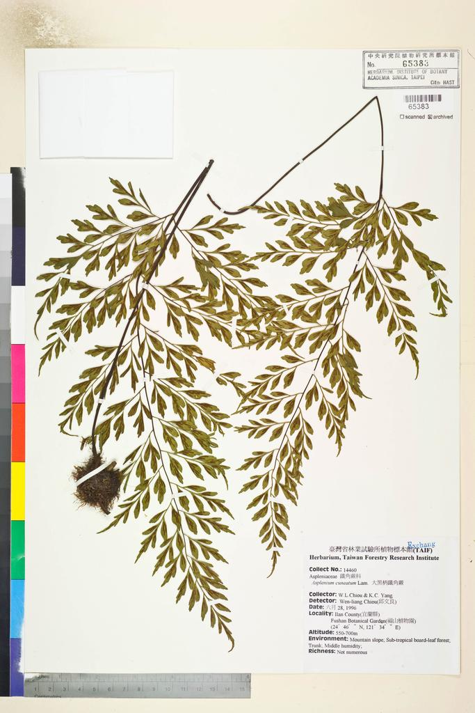 <Unit #82834 Chiou, W. L. |  | 14460:: | Asplenium cuneatum Lam.>