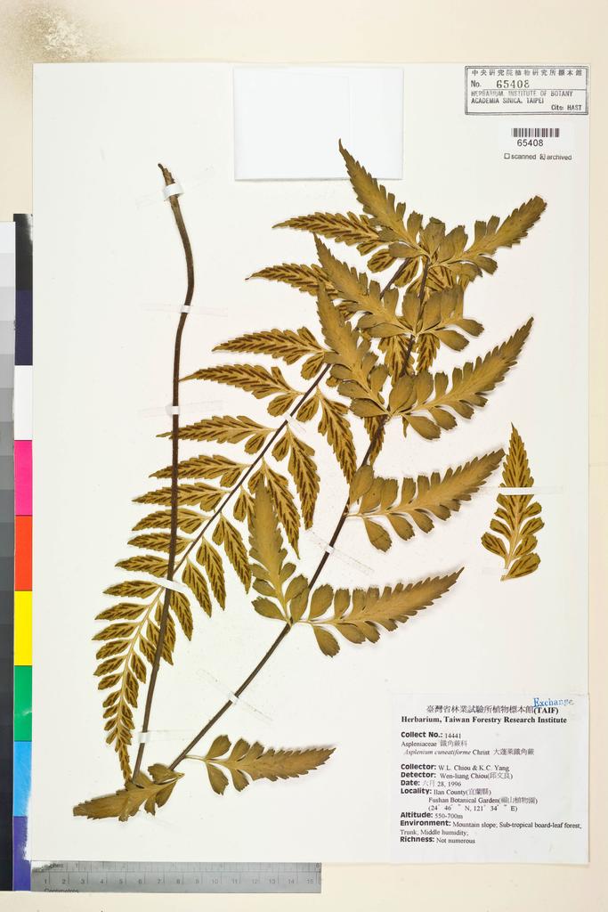 <Unit #82787 Chiou, W. L. |  | 14441:: | Asplenium cuneatiforme Christ>