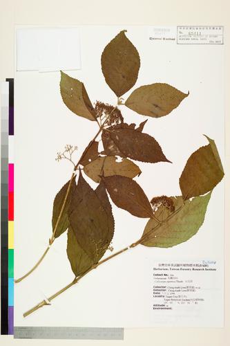 Callicarpa japonica Thunb.