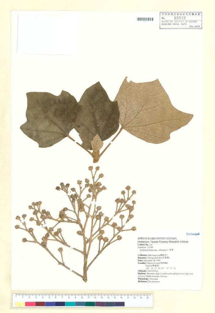 <Unit #42358 Loa, Mei-fung | 樓梅芳 | 45:: | Sinopanax formosana (Hayata) Li>