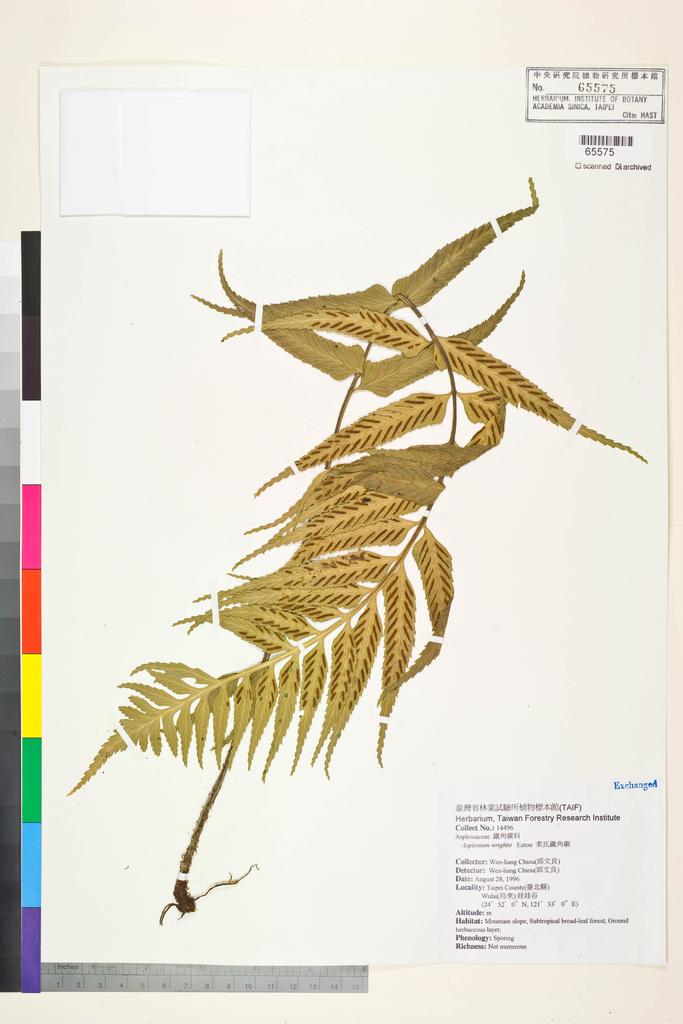 <Unit #83726 Chiou, Wen-Liang | 邱文良 | 14496:: | Asplenium wrightii Eaton ex Hook.>