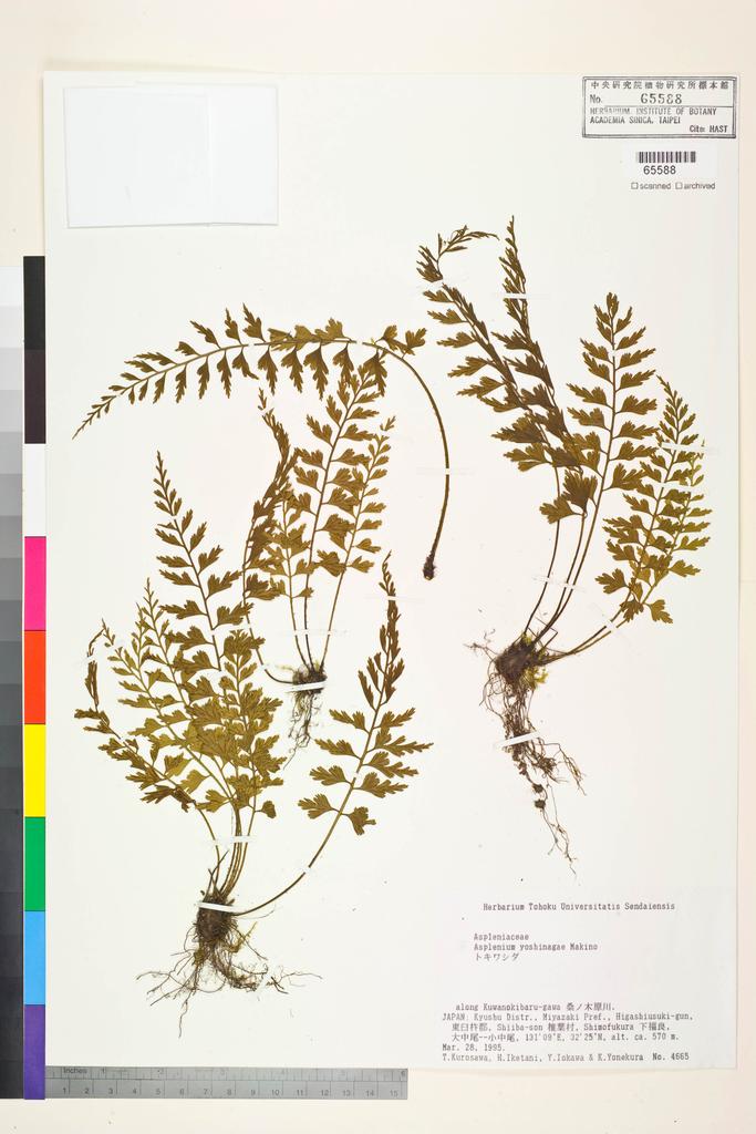 <Unit #128400  | 4665:: | Asplenium yoshinagae Makino>