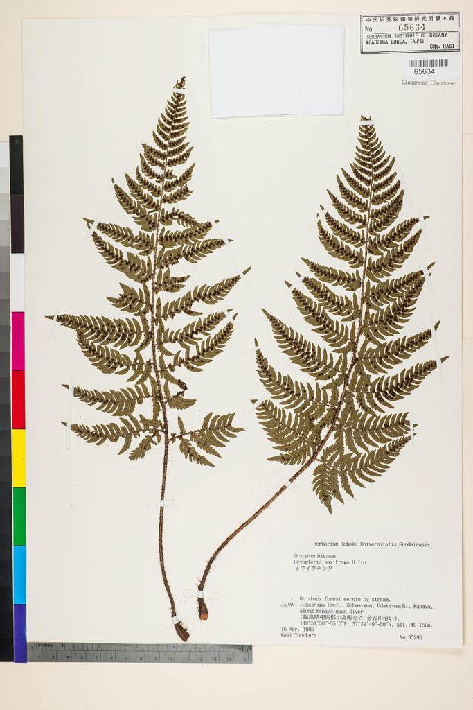 <Unit #128423 Yonekura, Koji |  | 95295:: | Dryopteris saxifraga H. Itô>