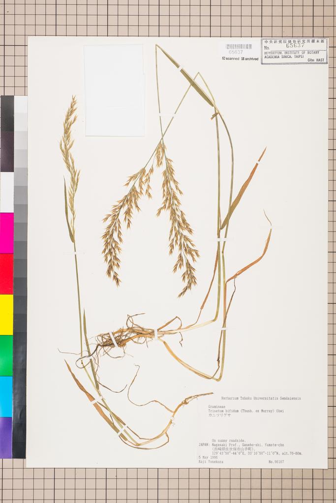 <Unit #116827 Yonekura, Koji |  | 96167:: | Trisetum bifidum (Thunb.) Ohwi>