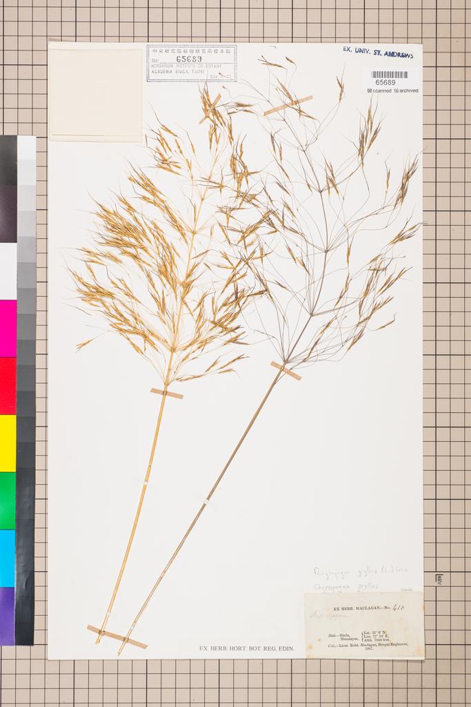 <Unit #108476  | 410:: | Chrysopogon gryllus (L.) Trin.>